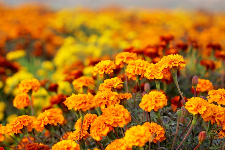 Marigold Flower