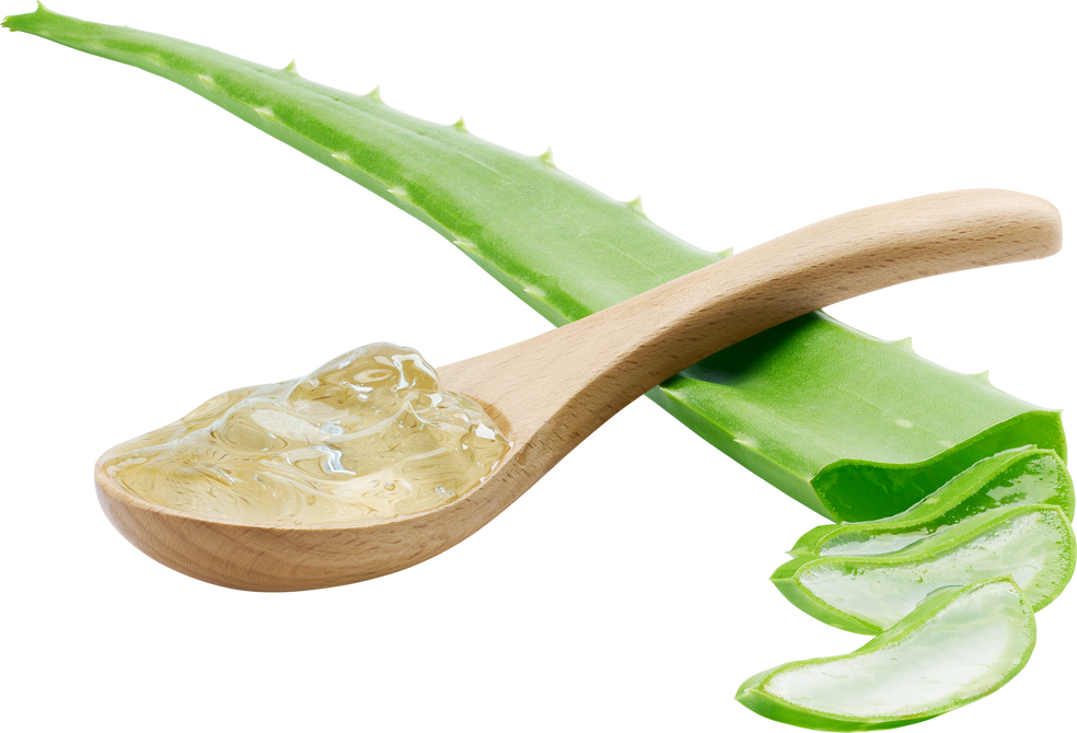 Aloe Vera slices and Aloe Vera gel on spoon